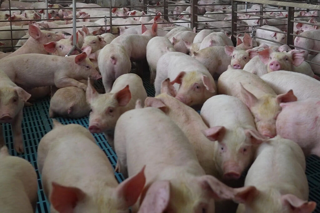 Les Preses: variant del futur o variant del porc?